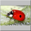Harmonia axyridis - Asiatischer Marienkaefer 66a.jpg